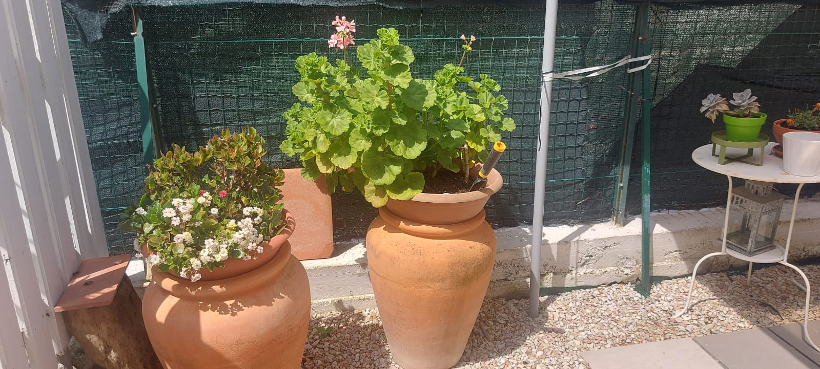 VILLA A SCHIERA VENDITA SIROLO 2